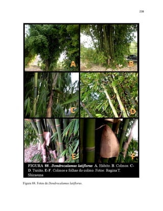 238
Figura 88. Fotos de Dendrocalamus latiflorus.
 