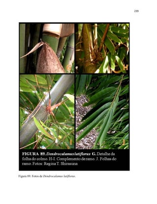 239
Figura 89. Fotos de Dendrocalamus latiflorus.
 