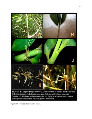 241
Figura 91. Fotos de Phyllostachys aurea.
 