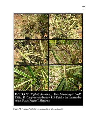 242
Figura 92. Fotos de Phyllostachys aurea cultivar ‘albovariegata’.
 