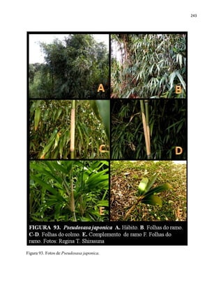 243
Figura 93. Fotos de Pseudosasa japonica.
 