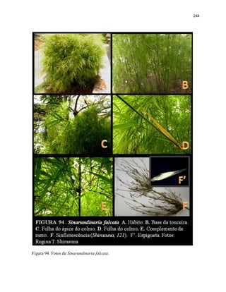 244
Figura 94. Fotos de Sinarundinaria falcata.
 