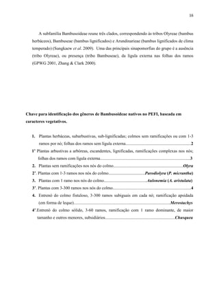 16
A subfamília Bambusoideae reune três clados, correspondendo às tribos Olyreae (bambus
herbáceos), Bambuseae (bambus lignificados) e Arundinarieae (bambus lignificados de clima
temperado) (Sungkaew et al. 2009). Uma das principais sinapomorfias do grupo é a ausência
(tribo Olyreae), ou presença (tribo Bambuseae), da lígula externa nas folhas dos ramos
(GPWG 2001, Zhang & Clark 2000).
Chave para identificação dos gêneros de Bambusoideae nativos no PEFI, baseada em
caracteres vegetativos.
1. Plantas herbáceas, subarbustivas, sub-lignificadas; colmos sem ramificações ou com 1-3
ramos por nó; folhas dos ramos sem lígula externa.............................................................2
1’ Plantas arbustivas a arbóreas, escandentes, lignificadas, ramificações complexas nos nós;
folhas dos ramos com lígula externa....................................................................................3
2. Plantas sem ramificações nos nós do colmo.................................................................Olyra
2’. Plantas com 1-3 ramos nos nós do colmo..................................Parodiolyra (P. micrantha)
3. Plantas com 1 ramo nos nós do colmo........................................Aulonemia (A. aristulata)
3’. Plantas com 3-300 ramos nos nós do colmo.........................................................................4
4. Entrenó do colmo fistuloso, 3-300 ramos subiguais em cada nó; ramificação apsidada
(em forma de leque)..........................................................................................Merostachys
4’.Entrenó do colmo sólido, 3-60 ramos, ramificação com 1 ramo dominante, de maior
tamanho e outros menores, subsidiários.................................................................Chusquea
 