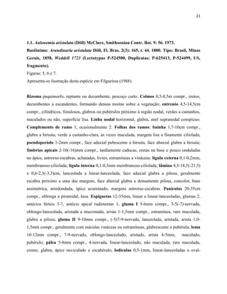 21
1.1. Aulonemia aristulata (Döll) McClure, Smithsonian Contr. Bot. 9: 56. 1973.
Basiônimo: Arundinaria aristulata Döll, Fl. Bras. 2(3): 165, t. 44. 1880. Tipo: Brasil, Minas
Gerais, 1858, Weddell 1723 (Lectotypus P-524500, Duplicatas: P-625413, P-524499, US,
fragmento).
Figuras: 5, 6 e 7.
Apresenta-se ilustração desta espécie em Filgueiras (1988).
Rizoma paquimorfo, reptante ou decumbente, pescoço curto. Colmos 0,5-8,5m compr., eretos,
decumbentes a escandentes, formando densas moitas sobre a vegetação; entrenós 4,5-14,5cm
compr., cilíndricos, fistulosos, glabros ou pubérulos próximo à região nodal, verdes a castanhos,
maculados ou não, superfície lisa. Linha nodal horizontal, glabra, anel supranodal conspícuo.
Complemento de ramo 1, ocasionalmente 2. Folhas dos ramos: bainha 1,7-10cm compr.,
glabra a hirsuta, verde a castanho-clara, às vezes maculada, margem lisa a finamente ciliolada;
pseudopecíolo 1-2mm compr., face adaxial pubescente a hirsuta, face abaxial glabra a hirsuta;
fímbrias apicais 2-10(-16)mm compr., tardiamente caducas, eretas na base e pouco onduladas
no ápice, antrorso-escabras, achatadas, livres, estramíneas a vináceas; lígula externa 0,1-0,2mm,
membranoso-ciliolada; lígula interna 0,1-0,3mm membranoso-ciliolada; lâmina 4,5-18,5(-21,5)
x 0,6-2,3(-3,3)cm, lanceolada a linear-lanceolada, face adaxial glabra a pilosa, geralmente
escabra próximo a uma das margens, face abaxial glabra a densamente pilosa, concolor, base
assimétrica, arredondada, ápice acuminado, margens antrorso-escabras. Panículas 20-35cm
compr., oblonga a piramidal, laxa. Espiguetas 12-35mm, linear a linear-lanceoladas, glumas 2,
antécios férteis 3-7, antécio apical rudimentar 1; gluma I 5-6mm compr., 3-5(-7)-nervada,
oblongo-lanceolada, aristada a mucronada, arista 1-1,5mm compr., estramínea, raro maculada,
glabra a pilosa; gluma II 9-10mm compr., (-5)7-9-nervada, lanceolada, aristada, arista 1,0-
1,5mm compr., geralmente com máculas vináceas ou estramíneas, glabrescente a pubérula; lema
10-12mm compr., 7-9-nervado, oblongo-lanceolado, aristado, arista 4-5mm, maculado,
pubérulo; pálea 5-8mm compr., 4-nervada, linear-lanceolado, não maculada, raro maculada,
creme, glabra, ápice naviculado e escabérulo; lodículas 0,5-1mm, linear-lanceoladas a oval-
 