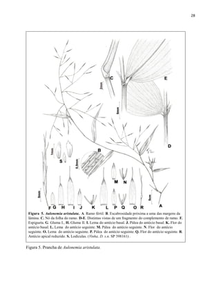28
Figura 5. Aulonemia aristulata. A. Ramo fértil. B. Escabrosidade próxima a uma das margens da
lâmina. C. Nó da folha do ramo. D-E. Distintas vistas de um fragmento do complemento de ramo. F.
Espigueta. G. Gluma I., H. Gluma II. I. Lema do antécio basal. J. Pálea do antécio basal. K. Flor do
antécio basal. L. Lema do antécio seguinte. M. Pálea do antécio seguinte. N. Flor do antécio
seguinte. O. Lema do antécio seguinte. P. Pálea do antécio seguinte. Q. Flor do antécio seguinte. R.
Antécio apical reduzido. S. Lodículas. (Vinha, D. s.n. SP 398161) .
Figura 5. Prancha de Aulonemia aristulata.
 