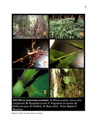 29
Figura 6. Fotos de Aulonemia aristulata.
 