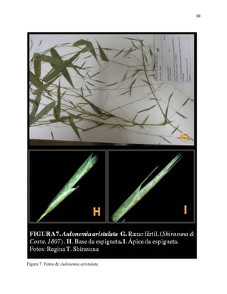 30
Figura 7. Fotos de Aulonemia aristulata.
 