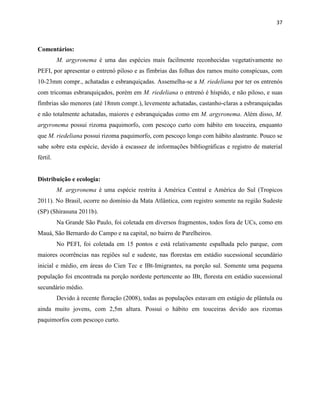 37
Comentários:
M. argyronema é uma das espécies mais facilmente reconhecidas vegetativamente no
PEFI, por apresentar o entrenó piloso e as fímbrias das folhas dos ramos muito conspícuas, com
10-23mm compr., achatadas e esbranquiçadas. Assemelha-se a M. riedeliana por ter os entrenós
com tricomas esbranquiçados, porém em M. riedeliana o entrenó é híspido, e não piloso, e suas
fímbrias são menores (até 18mm compr.), levemente achatadas, castanho-claras a esbranquiçadas
e não totalmente achatadas, maiores e esbranquiçadas como em M. argyronema. Além disso, M.
argyronema possui rizoma paquimorfo, com pescoço curto com hábito em touceira, enquanto
que M. riedeliana possui rizoma paquimorfo, com pescoço longo com hábito alastrante. Pouco se
sabe sobre esta espécie, devido à escassez de informações bibliográficas e registro de material
fértil.
Distribuição e ecologia:
M. argyronema é uma espécie restrita à América Central e América do Sul (Tropicos
2011). No Brasil, ocorre no domínio da Mata Atlântica, com registro somente na região Sudeste
(SP) (Shirasuna 2011b).
Na Grande São Paulo, foi coletada em diversos fragmentos, todos fora de UCs, como em
Mauá, São Bernardo do Campo e na capital, no bairro de Parelheiros.
No PEFI, foi coletada em 15 pontos e está relativamente espalhada pelo parque, com
maiores ocorrências nas regiões sul e sudeste, nas florestas em estádio sucessional secundário
inicial e médio, em áreas do Cien Tec e IBt-Imigrantes, na porção sul. Somente uma pequena
população foi encontrada na porção nordeste pertencente ao IBt, floresta em estádio sucessional
secundário médio.
Devido à recente floração (2008), todas as populações estavam em estágio de plântula ou
ainda muito jovens, com 2,5m altura. Possui o hábito em touceiras devido aos rizomas
paquimorfos com pescoço curto.
 