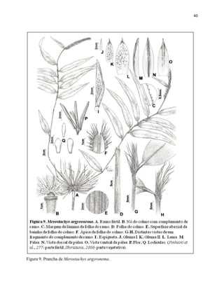 40
Figura 9. Prancha de Merostachys argyronema.
 