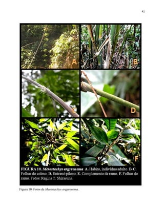 41
Figura 10. Fotos de Merostachys argyronema.
 