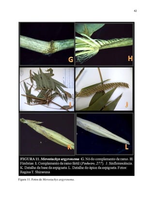 42
Figura 11. Fotos de Merostachys argyronema.
 