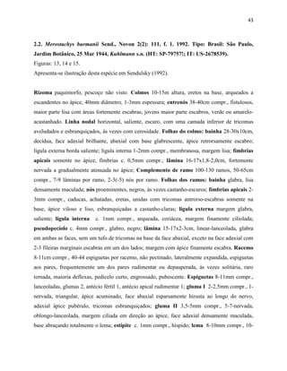 43
2.2. Merostachys burmanii Send., Novon 2(2): 111, f. 1. 1992. Tipo: Brasil: São Paulo,
Jardim Botânico, 25 Mar 1944, Kuhlmann s.n. (HT: SP-79757!; IT: US-2678539).
Figuras: 13, 14 e 15.
Apresenta-se ilustração desta espécie em Sendulsky (1992).
Rizoma paquimorfo, pescoço não visto. Colmos 10-15m altura, eretos na base, arqueados a
escandentes no ápice, 40mm diâmetro, 1-3mm espessura; entrenós 38-40cm compr., fistulosos,
maior parte lisa com áreas fortemente escabras, jovens maior parte escabros, verde ou amarelo-
acastanhado. Linha nodal horizontal, saliente, escuro, com uma camada inferior de tricomas
aveludados e esbranquiçados, às vezes com cerosidade. Folhas do colmo: bainha 28-30x10cm,
decídua, face adaxial brilhante, abaxial com base glabrescente, ápice retrorsamente escabro;
lígula externa borda saliente; lígula interna 1-2mm compr., membranosa, margem lisa; fímbrias
apicais somente no ápice, fímbrias c. 0,5mm compr.; lâmina 16-17x1,8-2,0cm, fortemente
nervada a gradualmente atenuada no ápice; Complemento de ramo 100-130 ramos, 50-65cm
compr., 7-9 lâminas por ramo, 2-3(-5) nós por ramo. Folhas dos ramos: bainha glabra, lisa
densamente maculada; nós proeminentes, negros, às vezes castanho-escuros; fímbrias apicais 2-
3mm compr., caducas, achatadas, eretas, unidas com tricomas antrorso-escabras somente na
base, ápice viloso e liso, esbranquiçadas a castanho-claras; lígula externa margem glabra,
saliente; lígula interna c. 1mm compr., arqueada, coriácea, margem finamente ciliolada;
pseudopecíolo c. 4mm compr., glabro, negro; lâmina 15-17x2-3cm, linear-lanceolada, glabra
em ambas as faces, sem um tufo de tricomas na base da face abaxial, exceto na face adaxial com
2-3 fileiras marginais escabras em um dos lados; margem com ápice finamente escabra. Racemo
8-11cm compr., 40-44 espiguetas por racemo, não pectinado, lateralmente expandida, espiguetas
aos pares, frequentemente um dos pares rudimentar ou depauperada, às vezes solitária, raro
ternada, maioria deflexas, pedicelo curto, engrossado, pubescente. Espiguetas 8-11mm compr.,
lanceoladas, glumas 2, antécio fértil 1, antécio apical rudimentar 1; gluma I 2-2,5mm compr., 1-
nervada, triangular, ápice acuminado, face abaxial esparsamente hirsuta ao longo do nervo,
adaxial ápice pubérulo, tricomas esbranquiçados; gluma II 3,5-5mm compr., 5-7-nervada,
oblongo-lanceolada, margem ciliada em direção ao ápice, face adaxial densamente maculada,
base abraçando totalmente o lema; estípite c. 1mm compr., híspido; lema 8-10mm compr., 10-
 