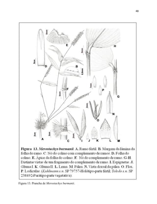 48
Figura 13. Prancha de Merostachys burmanii.
 