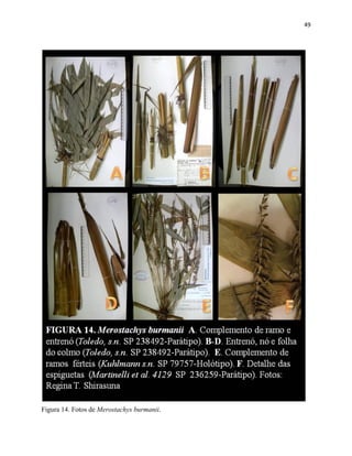 49
Figura 14. Fotos de Merostachys burmanii.
 