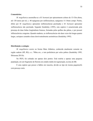 53
Comentários:
M. magellanica assemelha-se a M. burmanii por apresentarem colmos de 13-15m altura,
até 130 ramos por nó, c. 40 espiguetas por sinflorescência, espiguetas 11-14mm compr. Porém,
difere por M. magellanica apresentar sinflorescências pectinadas e M. burmanii apresentar
sinflorescência não pectinada. Segundo Sendulsky (1995), esta espécie é caracterizada pela
presença de duas linhas longitudinais brancas, formadas pelas quilhas das páleas, e por possuir
inflorescências congestas. Quando maduras, as sinflorescências são duas vezes tão longas quanto
largas, cariopses castanho-claras dorsiventralmente assimétricas (Sendulsky 1995).
Distribuição e ecologia:
M. magellanica ocorre no bioma Mata Atlântica, conhecida atualmente somente na
região sudeste (SP, RJ), a c. 700m.s.m., e tem preferência por solos pobres (Sendulsky 1995,
Shirasuna 2011b).
No PEFI, foi coletada em apenas dois pontos. Está restrita a apenas uma pequena
população, em um fragmento de floresta em estádio médio de regeneração, na área do IBt.
É uma espécie que possui o hábito em touceira, devido ao tipo de rizoma paquimorfo
com pescoço curto.
 