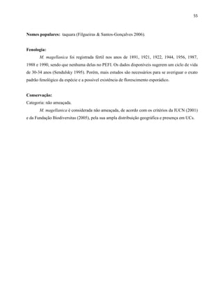 55
Nomes populares: taquara (Filgueiras & Santos-Gonçalves 2006).
Fenologia:
M. magellanica foi registrada fértil nos anos de 1891, 1921, 1922, 1944, 1956, 1987,
1988 e 1990, sendo que nenhuma delas no PEFI. Os dados disponíveis sugerem um ciclo de vida
de 30-34 anos (Sendulsky 1995). Porém, mais estudos são necessários para se averiguar o exato
padrão fenológico da espécie e a possível existência de florescimento esporádico.
Conservação:
Categoria: não ameaçada.
M. magellanica é considerada não ameaçada, de acordo com os critérios da IUCN (2001)
e da Fundação Biodiversitas (2005), pela sua ampla distribuição geográfica e presença em UCs.
 