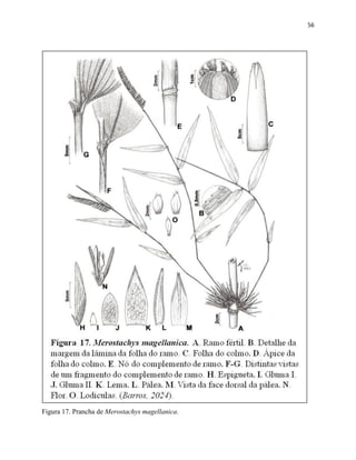 56
Figura 17. Prancha de Merostachys magellanica.
 