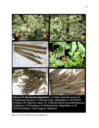 57
Figura 18. Fotos de Merostachys magellanica.
 