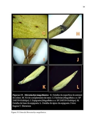 58
Figura 19. Fotos de Merostachys magellanica.
 