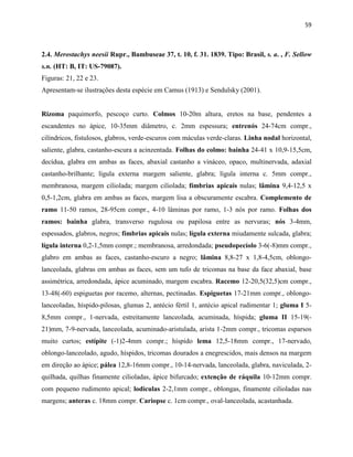 59
2.4. Merostachys neesii Rupr., Bambuseae 37, t. 10, f. 31. 1839. Tipo: Brasil, s. a. , F. Sellow
s.n. (HT: B, IT: US-79087).
Figuras: 21, 22 e 23.
Apresentam-se ilustrações desta espécie em Camus (1913) e Sendulsky (2001).
Rizoma paquimorfo, pescoço curto. Colmos 10-20m altura, eretos na base, pendentes a
escandentes no ápice, 10-35mm diâmetro, c. 2mm espessura; entrenós 24-74cm compr.,
cilíndricos, fistulosos, glabros, verde-escuros com máculas verde-claras. Linha nodal horizontal,
saliente, glabra, castanho-escura a acinzentada. Folhas do colmo: bainha 24-41 x 10,9-15,5cm,
decídua, glabra em ambas as faces, abaxial castanho a vináceo, opaco, multinervada, adaxial
castanho-brilhante; lígula externa margem saliente, glabra; lígula interna c. 5mm compr.,
membranosa, margem ciliolada; margem ciliolada; fímbrias apicais nulas; lâmina 9,4-12,5 x
0,5-1,2cm, glabra em ambas as faces, margem lisa a obscuramente escabra. Complemento de
ramo 11-50 ramos, 28-95cm compr., 4-10 lâminas por ramo, 1-3 nós por ramo. Folhas dos
ramos: bainha glabra, transverso rugulosa ou papilosa entre as nervuras; nós 3-4mm,
espessados, glabros, negros; fímbrias apicais nulas; lígula externa miudamente sulcada, glabra;
lígula interna 0,2-1,5mm compr.; membranosa, arredondada; pseudopecíolo 3-6(-8)mm compr.,
glabro em ambas as faces, castanho-escuro a negro; lâmina 8,8-27 x 1,8-4,5cm, oblongo-
lanceolada, glabras em ambas as faces, sem um tufo de tricomas na base da face abaxial, base
assimétrica, arredondada, ápice acuminado, margem escabra. Racemo 12-20,5(32,5)cm compr.,
13-48(-60) espiguetas por racemo, alternas, pectinadas. Espiguetas 17-21mm compr., oblongo-
lanceoladas, híspido-pilosas, glumas 2, antécio fértil 1, antécio apical rudimentar 1; gluma I 5-
8,5mm compr., 1-nervada, estreitamente lanceolada, acuminada, híspida; gluma II 15-19(-
21)mm, 7-9-nervada, lanceolada, acuminado-aristulada, arista 1-2mm compr., tricomas esparsos
muito curtos; estípite (-1)2-4mm compr.; híspido lema 12,5-18mm compr., 17-nervado,
oblongo-lanceolado, agudo, híspidos, tricomas dourados a enegrescidos, mais densos na margem
em direção ao ápice; pálea 12,8-16mm compr., 10-14-nervada, lanceolada, glabra, naviculada, 2-
quilhada, quilhas finamente cilioladas, ápice bifurcado; extenção de ráquila 10-12mm compr.
com pequeno rudimento apical; lodículas 2-2,1mm compr., oblongas, finamente cilioladas nas
margens; anteras c. 18mm compr. Cariopse c. 1cm compr., oval-lanceolada, acastanhada.
 