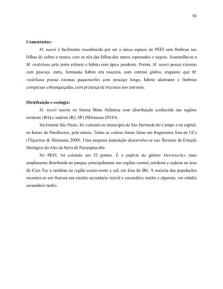 61
Comentários:
M. neesii é facilmente reconhecida por ser a única espécie do PEFI sem fímbrias nas
folhas do colmo e ramos, com os nós das folhas dos ramos espessados e negros. Assemelha-se a
M. riedeliana pelo porte robusto e hábito com ápice pendente. Porém, M. neesii possui rizomas
com pescoço curto, formando hábito em touceira, com entrenó glabro, enquanto que M.
riedeliana possui rizomas paquimorfos com pescoço longo, hábito alastrante e fímbrias
conspícuas esbranquiçadas, com presença de tricomas nos entrenós.
Distribuição e ecologia:
M. neesii ocorre no bioma Mata Atlântica com distribuição conhecida nas regiões
nordeste (BA) e sudeste (RJ, SP) (Shirasuna 2011b).
Na Grande São Paulo, foi coletada no município de São Bernardo do Campo e na capital,
no bairro de Parelheiros, pela autora. Todas as coletas foram feitas em fragmentos fora de UCs
(Filgueiras & Shirasuna 2009). Uma pequena população desenvolve-se nas florestas da Estação
Biológica do Alto da Serra de Paranapiacaba.
No PEFI, foi coletada em 52 pontos. É a espécie do gênero Merostachys mais
amplamente distribuída no parque, principalmente nas regiões central, nordeste e sudeste na área
do Cien Tec e também na região centro-norte e sul, em área do IBt. A maioria das populações
encontra-se em floresta em estádio secundário inicial e secundário médio e algumas, em estádio
secundário tardio.
 