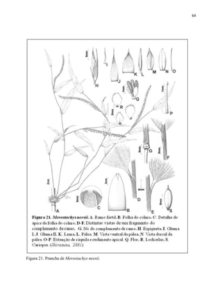 64
Figura 21. Prancha de Merostachys neesii.
 