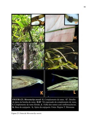 66
FIGURA 23. Merostachys neesii G. Complemento de ramo. G’. Detalhe
do ápice da bainha do ramo. H-H’. Nó espessado do complemento de ramo.
I. Complemento de ramo florido. J. Folha dos ramos com sinflorescências.
K. Base da espigueta. L. Ápice da espigueta. Fotos: Regina T. Shirasuna
Figura 23. Fotos de Merostachys neesii.
 