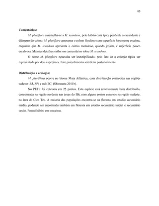 69
Comentários:
M. pluriflora assemelha-se a M. scandens, pelo hábito com ápice pendente a escandente e
diâmetro do colmo. M. pluriflora apresenta o colmo fistuloso com superfície fortemente escabra,
enquanto que M. scandens apresenta o colmo meduloso, quando jovem, e superfície pouco
escabrosa. Maiores detalhes estão nos comentários sobre M. scandens.
O nome M. pluriflora necessita ser lectotipificado, pelo fato de a coleção típica ser
representada por dois espécimes. Este procedimento será feito posteriormente.
Distribuição e ecologia:
M. pluriflora ocorre no bioma Mata Atlântica, com distribuição conhecida nas regiões
sudeste (RJ, SP) e sul (SC) (Shirasuna 2011b).
No PEFI, foi coletada em 25 pontos. Esta espécie está relativamente bem distribuída,
concentrada na região nordeste nas áreas do IBt, com alguns pontos esparsos na região sudeste,
na área do Cien Tec. A maioria das populações encontra-se na floresta em estádio secundário
médio, podendo ser encontrada também em floresta em estádio secundário inicial e secundário
tardio. Possui hábito em touceiras.
 