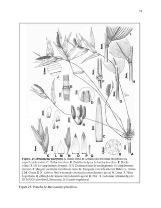 72
Figura 25. Prancha de Merostachys pluriflora.
 