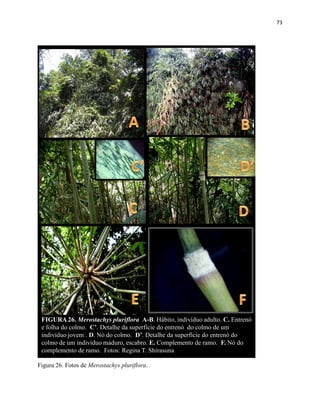 73
FIGURA 26. Merostachys pluriflora A-B. Hábito, indivíduo adulto. C. Entrenó
e folha do colmo. C’. Detalhe da superficie do entrenó do colmo de um
indivíduo jovem . D. Nó do colmo. D’. Detalhe da superfície do entrenó do
colmo de um indivíduo maduro, escabro. E. Complemento de ramo. F. Nó do
complemento de ramo. Fotos: Regina T. Shirasuna
Figura 26. Fotos de Merostachys pluriflora.
 