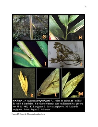 74
Figura 27. Fotos de Merostachys pluriflora.
 