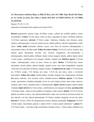 75
2.6. Merostachys riedeliana Rupr. ex Döll, Fl. Bras. 2(3): 213. 1880. Tipo: Brasil: São Paulo:
pr. St. Carlos, in sylvis, Jan. 1834, L. Riedel 1856 (HT: LE-TRIN-3187.01; IT: US-79084,
US-1021519).
Figuras: 29, 30, 31 e 32.
Apresenta-se ilustração desta espécie em Camus (1913).
Rizoma paquimorfo, pescoço longo 30-100cm compr., coberto por catafilos glabros, creme-
acastanhados. Colmos 10-15m altura, eretos na base, arqueados no ápice, 20-40mm diâmetro,
1,5-2,5mm espessura; entrenós 27-52cm compr., fistulosos, híspidos com tricomas curtos,
caducos, esbranquiçados e cera nos colmos jovens, adultos glabros, máculas longitudinais verde-
claras. Linha nodal horizontal, saliente, escuro, com faixa de tricomas esbranquiçados a
acinzentados abaixo da linha nodal. Folhas do colmo: bainha 7,8-36,3x2-16,5cm, decídua, face
abaxial opaco densamente nervada com tricomas lanuginosos, alvo-translúcidos a
esbranquiçados, adaxial glabra, brilhante; lígula externa margem saliente, glabra; lígula interna
1-2mm compr., membranosa com margens ciliadas; margem lisa; fímbrias apicais 12-21mm
compr., esbranquiçadas, eretas na base, vilosas no ápice, lâmina 3-12,3x0,6-2cm, linear-
lanceolada, abaxial glabra, adaxial híspida, quando jovem uma listra longitudinal, marginal
verde-clara em cada lado da lâmina, margem escabra;. Complemento de ramo 13-70 ramos por
nó, 25-86cm compr., 4-16 lâminas por ramo, 1-3(-4) nós por ramo, eretos a levemente
geniculados. Folhas dos ramos: bainha glabra, estriada, margem lisa a ligeiramente ciliolada;
nós pouco salientes, com tricomas curtos, castanho-escuros; fímbrias apicais 5-15(-18)mm
compr., persistentes, cilíndrico-achatadas, livres, ás vezes unidas na base, base eretas, antrorso-
escabras, ápice viloso, castanho-claras a esbranquiçadas; lígula externa margem saliente glabra
a híspida; lígula interna 0,2-1mm compr., membranácea com margem ciliolada; pseudopecíolo
3-5(-6)mm compr., ambas as faces glabras ou híspidas, verde-vináceo; lâmina 13,5-21x2-4,2cm,
glabras em ambas as faces, raro abaxial puberulenta, todas com um tufo de tricomas na base da
face abaxial e na face adaxial apresentando 5-9 fileiras escabras marginais em um dos lados.
Racemo 8-14,5cm, (-29)31-42 espiguetas por racemo, alternas, pectinadas. Espiguetas 10-19,4(-
21)mm compr., lanceoladas, glumas 2, antécio fértil 1, antécio apical rudimentar 1; gluma I 4-
5,5(-7)mm compr., 1-nervada, longo-acuminada a aristada, arista c. 1,5mm compr., pubérula com
 