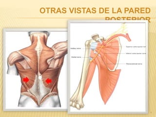 OTRAS VISTAS DE LA PARED 
POSTERIOR 
4 
 