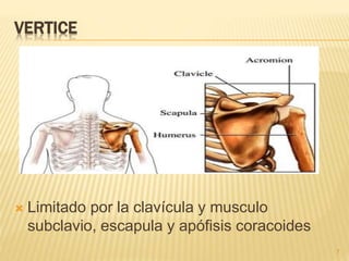 VERTICE 
 Limitado por la clavícula y musculo 
subclavio, escapula y apófisis coracoides 
7 
 