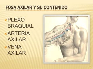 FOSA AXILAR Y SU CONTENIDO 
9 
PLEXO 
BRAQUIAL 
ARTERIA 
AXILAR 
VENA 
AXILAR 
 