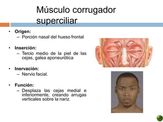 Músculo corrugador
superciliar
• Origen:
– Porción nasal del hueso frontal
• Inserción:
– Tercio medio de la piel de las
cejas, galea aponeurótica
• Inervación:
– Nervio facial.
• Función:
– Desplaza las cejas medial e
inferiormente, creando arrugas
verticales sobre la nariz.
 