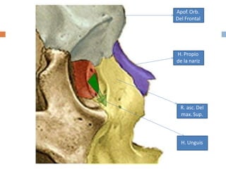 R. asc. Del
max. Sup.
H. Propio
de la nariz
Apof. Orb.
Del Frontal
H. Unguis
 