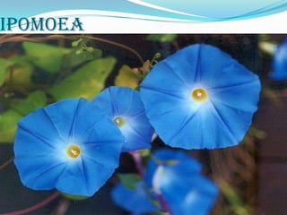 ipomoea
 