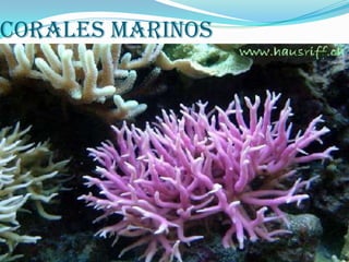 Corales marinos
 