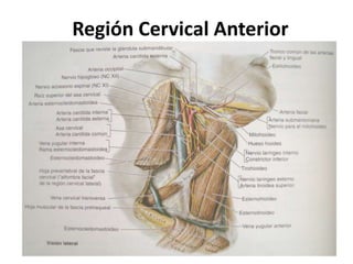 Región Cervical Anterior 