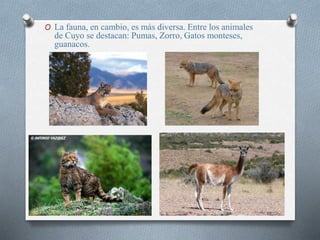 O La fauna, en cambio, es más diversa. Entre los animales
de Cuyo se destacan: Pumas, Zorro, Gatos monteses,
guanacos.
 