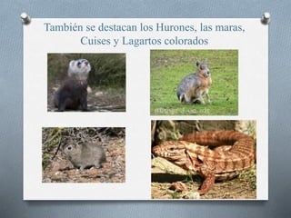 También se destacan los Hurones, las maras,
Cuises y Lagartos colorados
 