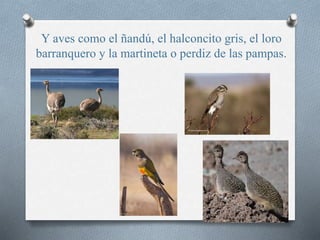 Y aves como el ñandú, el halconcito gris, el loro
barranquero y la martineta o perdiz de las pampas.
 
