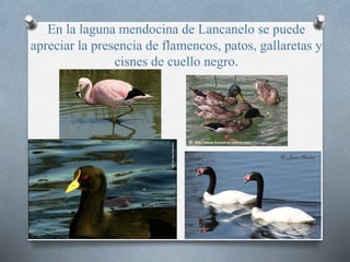 En la laguna mendocina de Lancanelo se puede
apreciar la presencia de flamencos, patos, gallaretas y
cisnes de cuello negro.
 