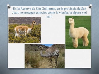 En la Reserva de San Guillermo, en la provincia de San
Juan, se protegen especies como la vicuña, la alpaca y el
suri.
 