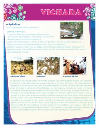 VICHADA
•• Agricultura
Los principales productos agrícolas son:

La Pesca ornamenta:
El mercado de este producto tiene varias amenazas:
• Disminución de las especies en las zonas de extracción.
• Regulaciones sin fundamento científico.
La sostenibilidad del recurso interesa a todos los que intervienen en la cadena productiva.
Desde el pescador primario hasta el exportador y usuario en el exterior.
La falta de conocimientos sobre la biología y la dinámica poblacional de estas especies en los
diferentes hábitat y durante los ciclos estaciónales anuales no permiten una visión clara sobre la
sostenibilidad del recurso. l




    •• Arroz de sabana              •• Algodón                       •• Ganado Vacuno

    La agricultura que se desarrolla en Vichada presenta unas características propias, con medianas
    variaciones en las diferentes subregiones ubicadas a lo largo del mismo. El comportamiento
    agropecuario en general gira en torno al establecimiento de cultivos de subsistencia en pequeñas
    áreas, las cuales se ubican en zonas aledañas a los ríos (vegas) y en matas de monte o conucos.
    Igualmente presenta pequeñas explotaciones comerciales que no dejan mayores dividendos. Tal
     situación se ha venido dando como consecuencia de las precarias condiciones en las que viven los
     pequeños productores, a las enormes distancias que separan este Departamento con el interior
     del País, al alto costo que presentan los insumos, a la falta de tecnología apropiada que pueda ser
     aplicada a las condiciones del medio, a la falta de adecuadas políticas gubernamentales que
      permitan la vinculación de esta fuerza de trabajo a la producción nacional, al limitado apoyo
      técnico y falta de una verdadera vocación agrícola en los habitantes de la región. Todo esto se
      refleja en la estacionalidad de la producción, la cual sólo es observable en el segundo semestre
      del año, arrancandoen agosto y terminando en abril con las mayores incertidumbres.
 