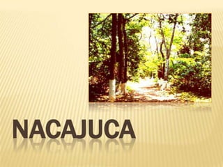 NACAJUCA
 