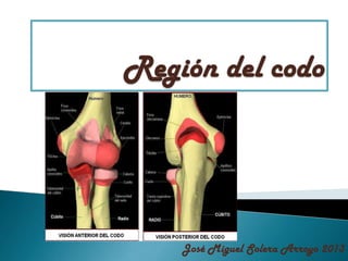 Región del codo | PPTX