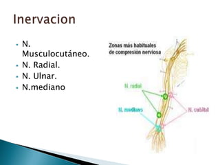    N.
    Musculocutáneo.
   N. Radial.
   N. Ulnar.
   N.mediano
 