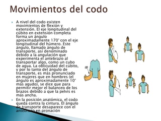 Región del codo | PPTX